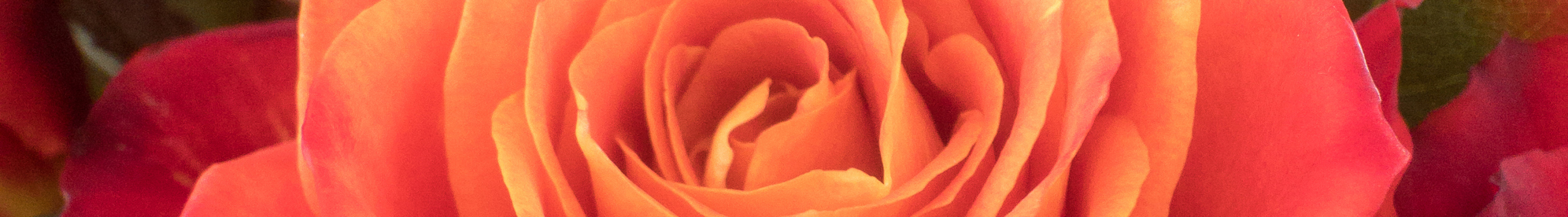 Rose Mandala Feng Shui